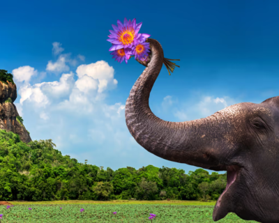 ballys-header-replace-dtp-scaled-1